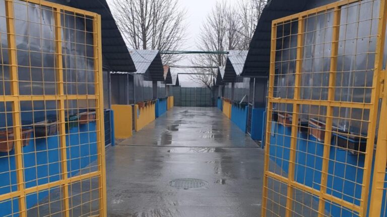 CJ Ilfov deschide primul centru de adopții de câini al unui consiliu județean. Lucrările de amenajare sunt aproape gata