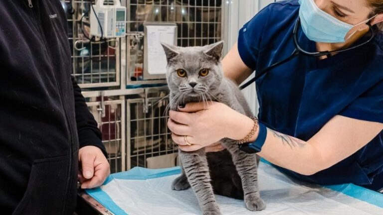 Campanie de sterilizări gratuite pentru pisici, cu 150 de locuri disponibile