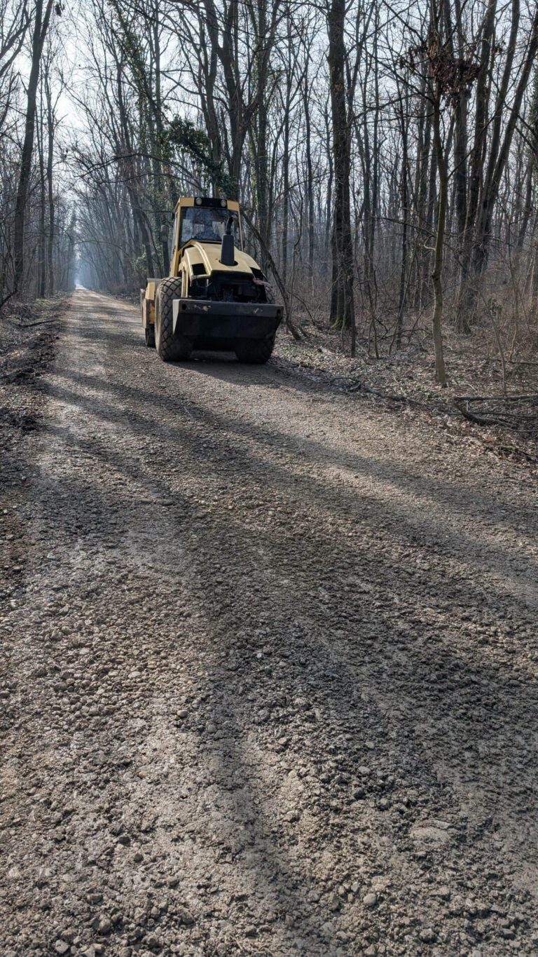 Federația Greenfield: Drumul prin Pădurea Băneasa „este doar reparat”. Ministerul Mediului a cerut reîmpădurirea sa