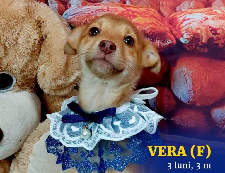 Luați-i acasă! Zece căței adorabili își caută familii iubitoare la târgul de adopții de la Veranda Mall