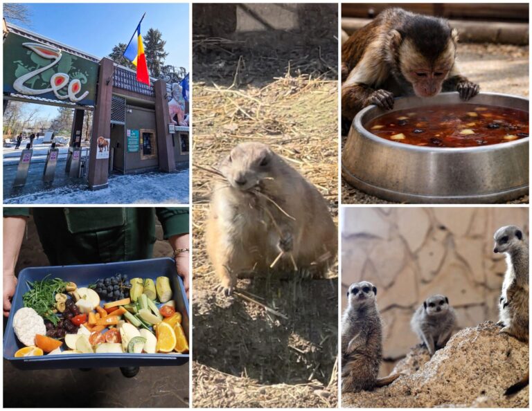 Meniul de sezon la Zoo București: Budinci și platouri de fructe pentru animale
