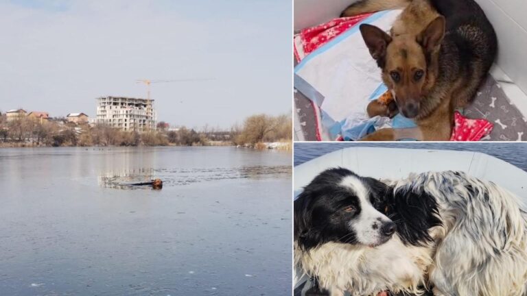 Misiune de salvare reușită: Doi câini recuperați din lacul din Parcul Dobroești