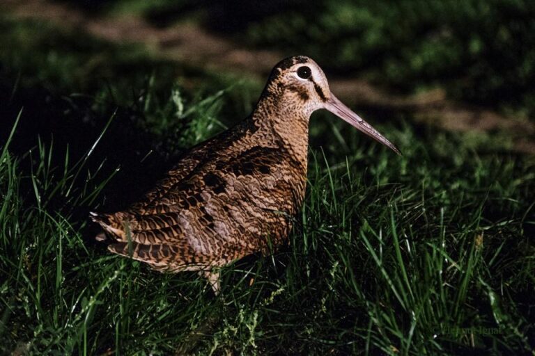 Plimbare ornitologică gratuită în Parcul Tineretului, în weekend. „Destinație de iarnă” pentru peste 130 de specii de păsări