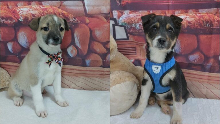 Primul târg de adopții ASPA din 2026 va avea loc în acest weekend