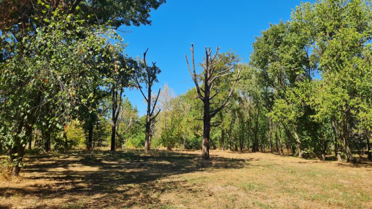 Raport | Copacii din Parcul Tineretului, un pericol: 15% prezintă risc de siguranță pentru vizitatori