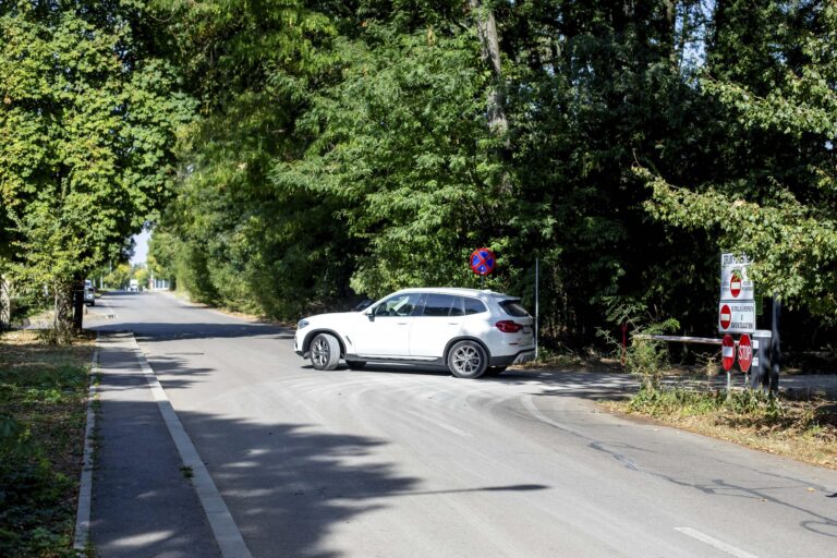 Reîmpădurirea drumului din Pădurea Băneasa: Ministerul Mediului acuză nereguli grave