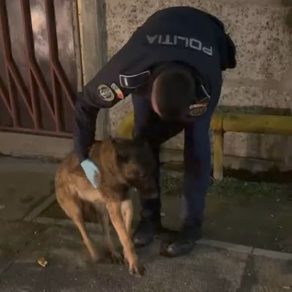 ASPA a preluat o cățea cu traumatisme cerebrale în ianuarie