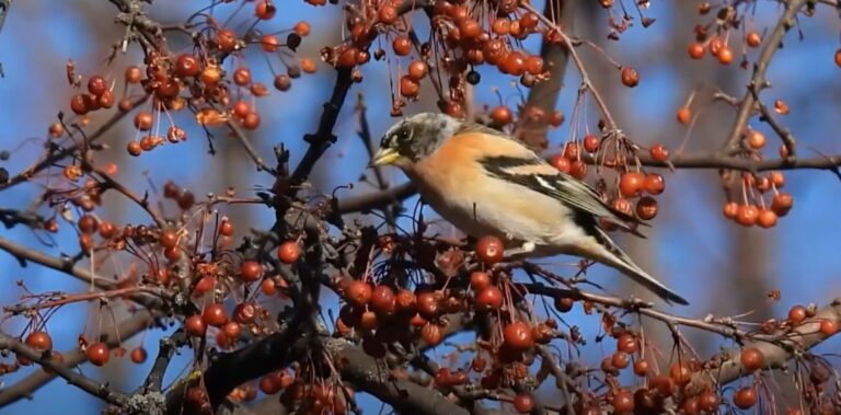 O cinteză de iarnă, admirându-se în Parcul Tineretului, savurând fructele unui scoruș