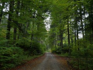 Petiție cu 19.000 de semnături cere protejarea Pădurii Băneasa