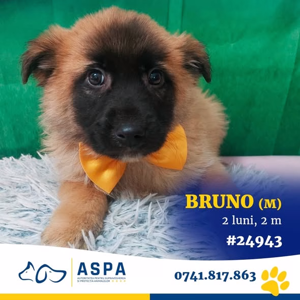 ASPA organizează târg de adopții cu 15 căței sâmbătă la MAXI PET