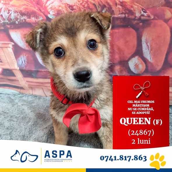 Cățelușă de 2 luni disponibilă pentru adopție la ASPA Mihăilești