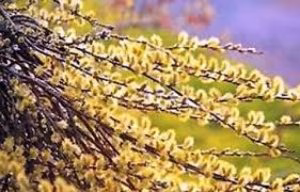 Restricții de circulație duminică pentru procesiunea de Florii catolică