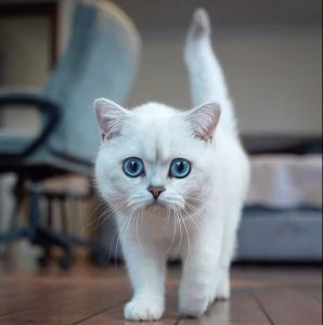 Salonul Felin Internațional SofistiCAT se desfășoară la Sala Palatului