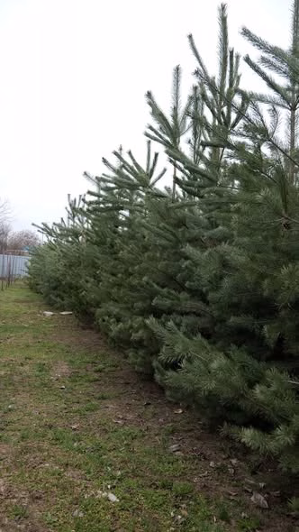 Sectorul 2 a mutat 300 de pini din serele din Pantelimon în parcuri