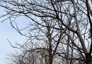 Vânt puternic și ploi moderate în București până luni dimineața