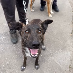 ASPA oferă sterilizare și microcipare gratuită pentru câini - Utile