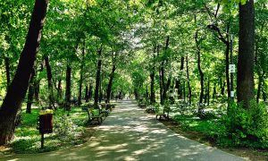 Parcul Kiseleff va fi reamenajat prin concurs internațional - Utile