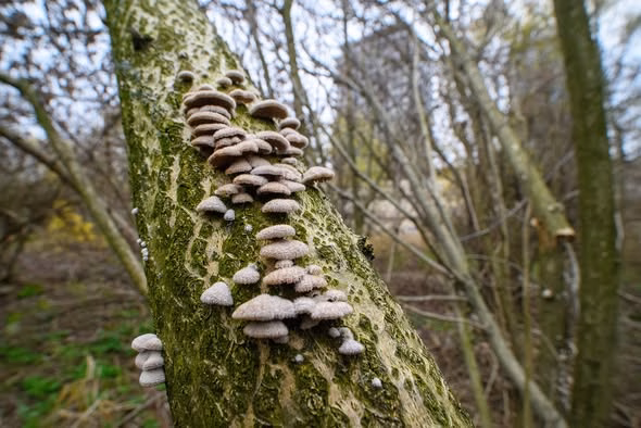 Parcul Natural Văcărești prezintă rolul ciupercilor în ecosistem