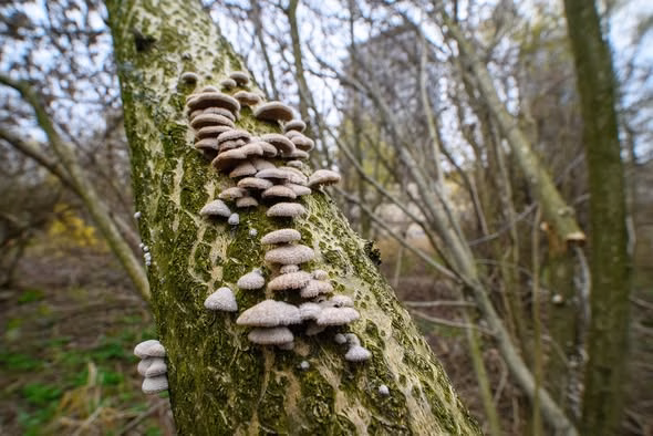 Parcul Natural Văcărești prezintă rolul ciupercilor în ecosistem