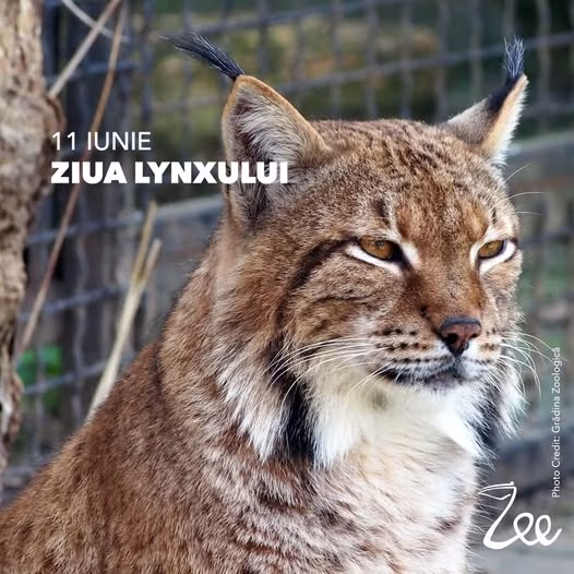 Grădina Zoologică București marchează Ziua Râsului - Bucuresti