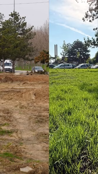 Sectorul 3 a plantat 170 de platani pe un teren de 3.000 mp lângă A2