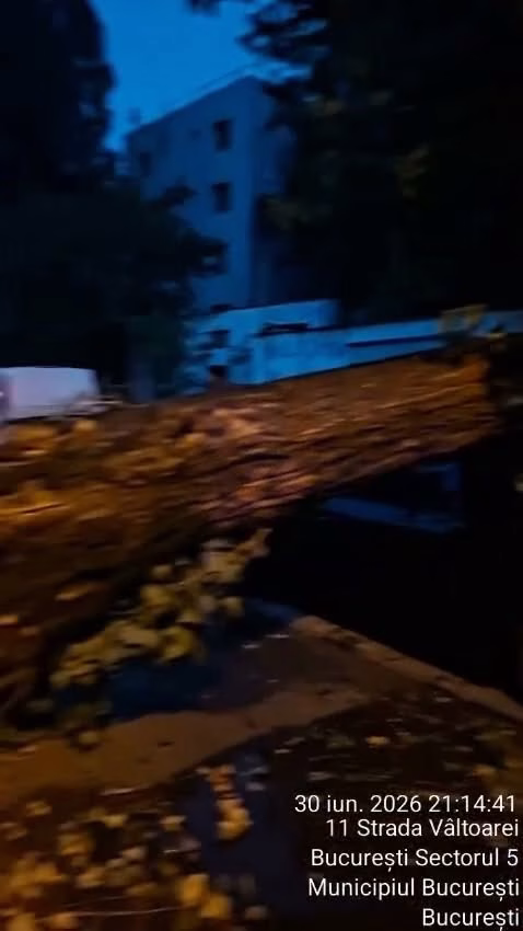 Primăria Sectorului 5 intervine pentru degajarea arborilor căzuți - Utile