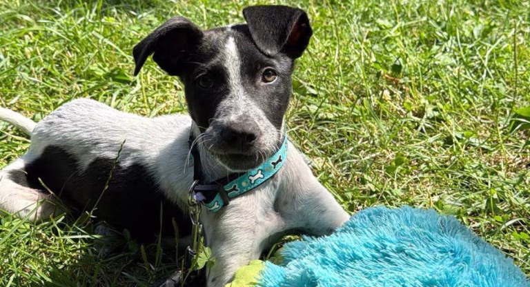 ASPA organizează târg de adopții pe 5 septembrie în Parcul Crângași