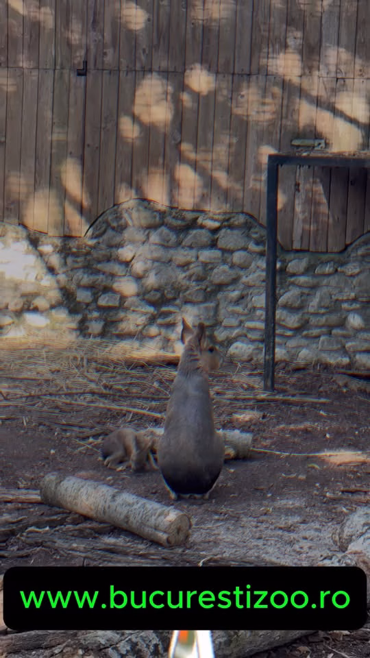Zoo București anunță nașterea unor pui de mara de Patagonia - Utile