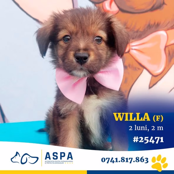 ASPA aduce 20 de câini la târgul de adopții din Parcul Izvor - Utile