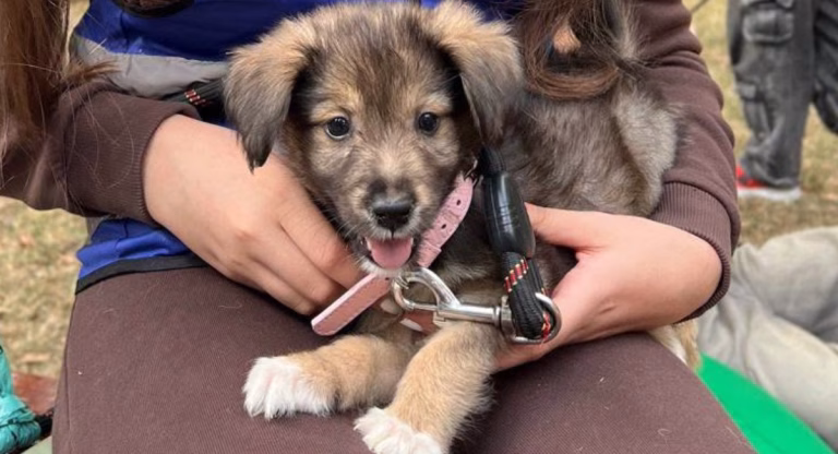 ASPA organizează târg de adopții pe 3 octombrie la Kaufland