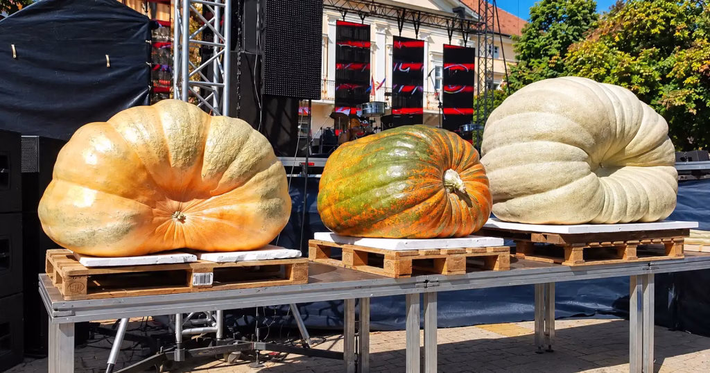 Festivalul Dovleacului din Kikinda a atras 19.000 turiști români în 2025 - Evenimente