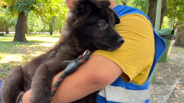ASPA organizează târg de adopții pentru câini negri pe 31 octombrie