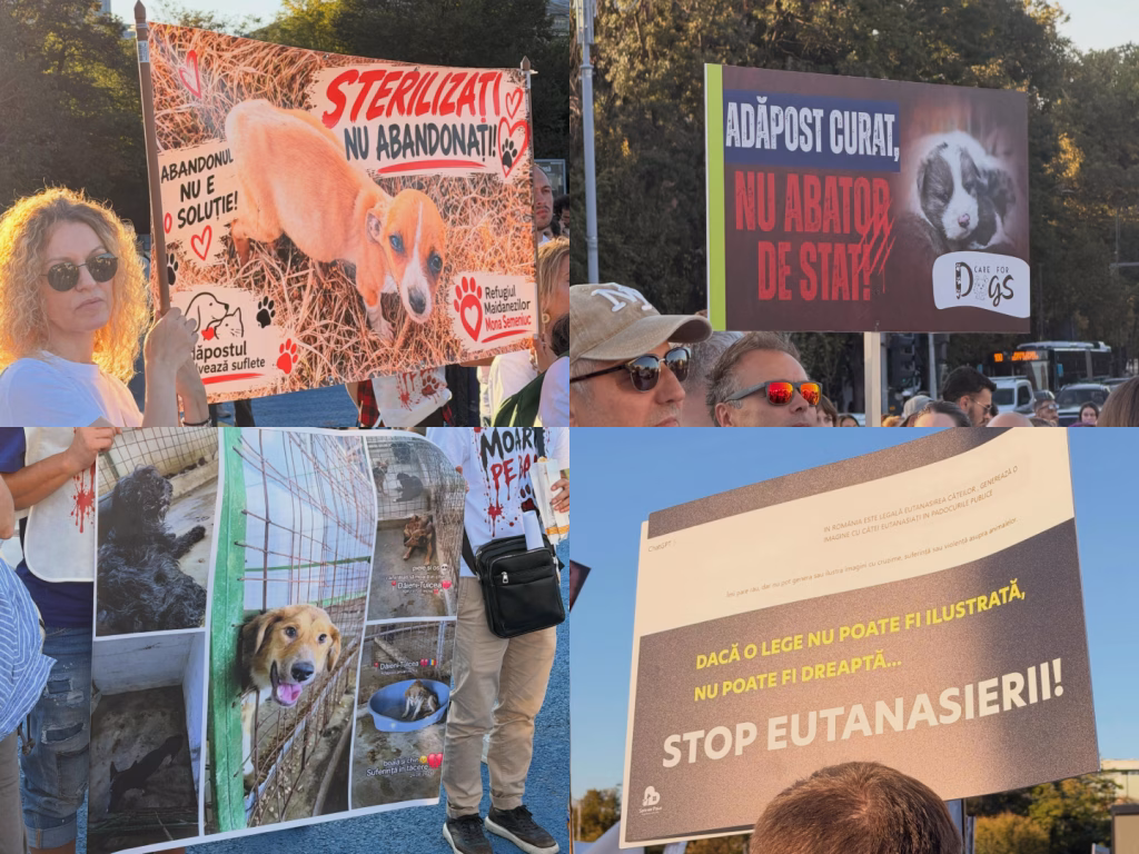 Peste 70 de ONG-uri au protestat în București pentru animale - Opinii