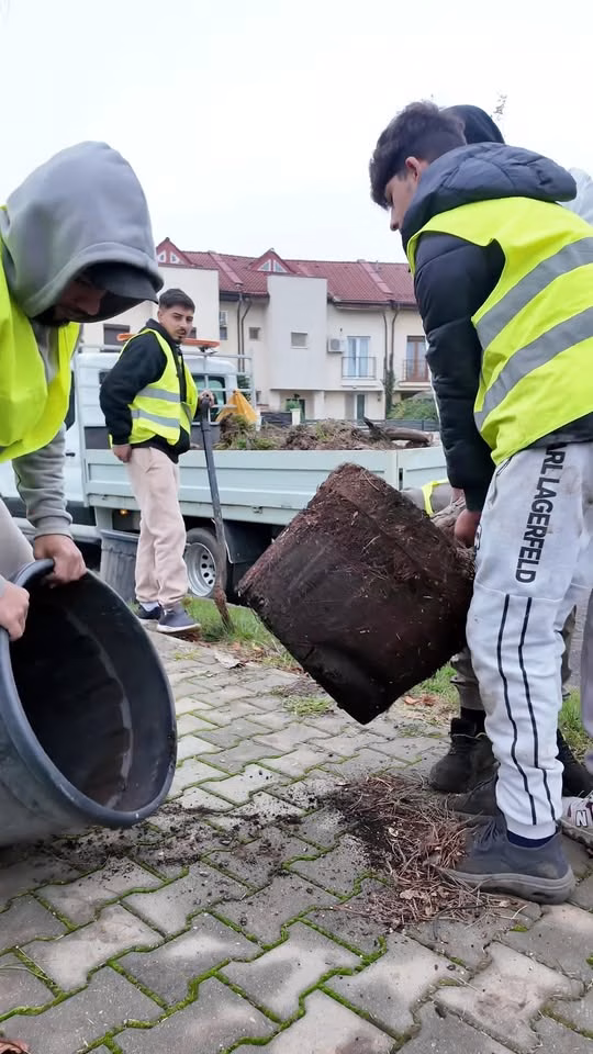 Primăria Sectorului 1 a înlocuit 25 de pini uscați pe strada Francisc Munteanu - Utile