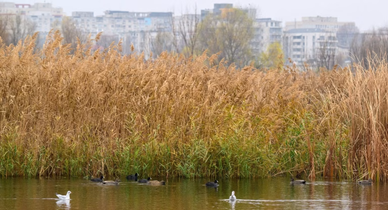 Tururi ghidate gratuite în Parcul Natural Văcărești, pe 17 octombrie